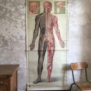 Affiche d'anatomie allemande