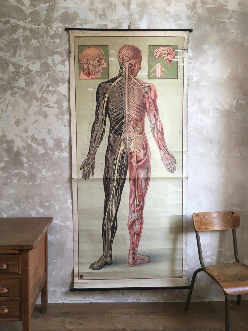 Affiche d'anatomie allemande