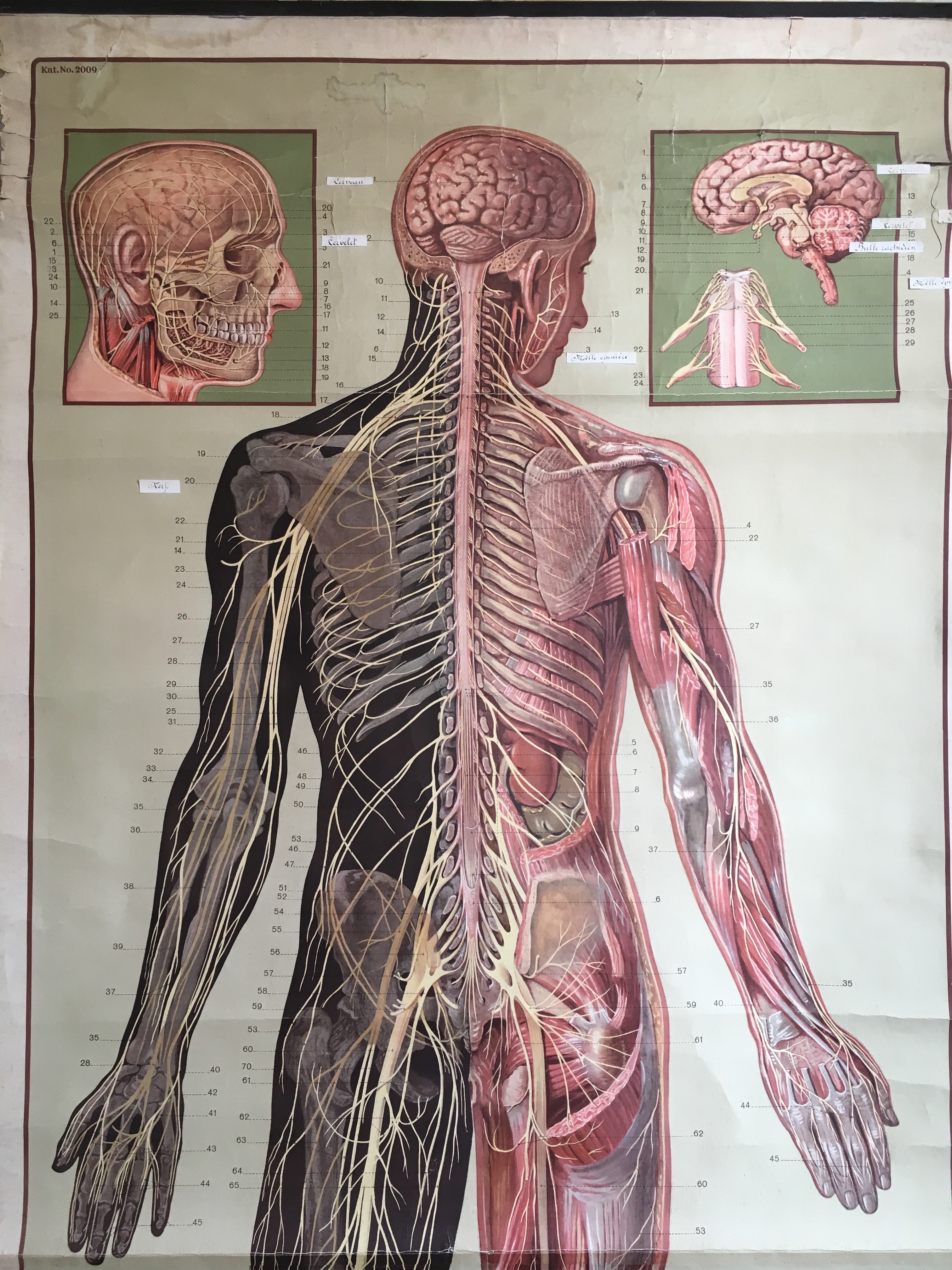 Affiche anatomie - C'est Vintage - Commodes, tables et buffets Vintage