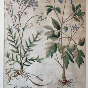 Basilius Besler hortus eystettentis