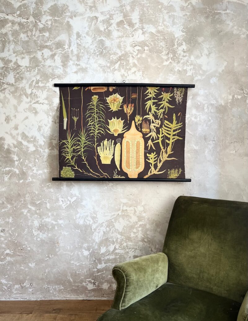 Affiche botanique ancienne