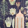 Affiche botanique ancienne