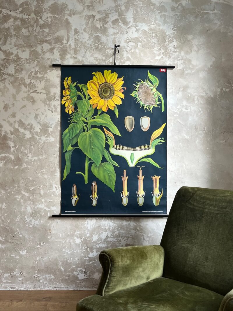 Planche botanique tounesol Hagemann