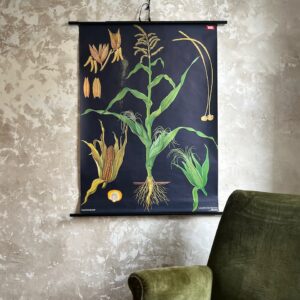 Hagemann planche botanique affiche scolaire