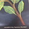 planche botanique Hagemann